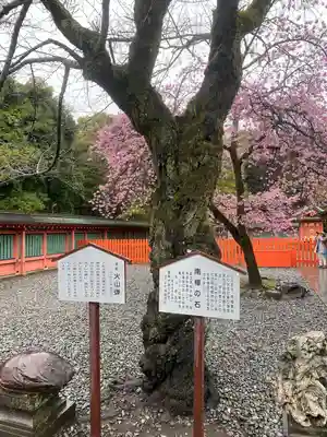 富士山本宮浅間大社(静岡県)