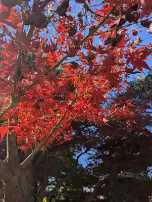豪徳寺(東京都)