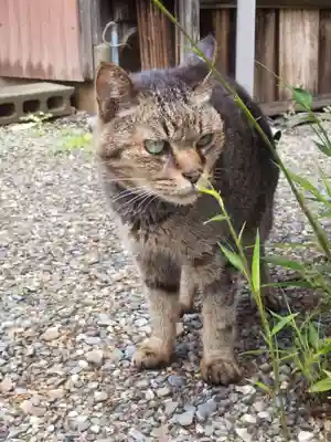 小浜神社(福井県)