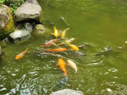 西宮神社の動物