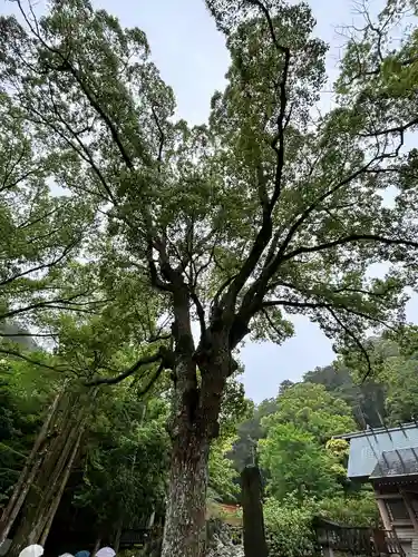 安房神社(千葉県)