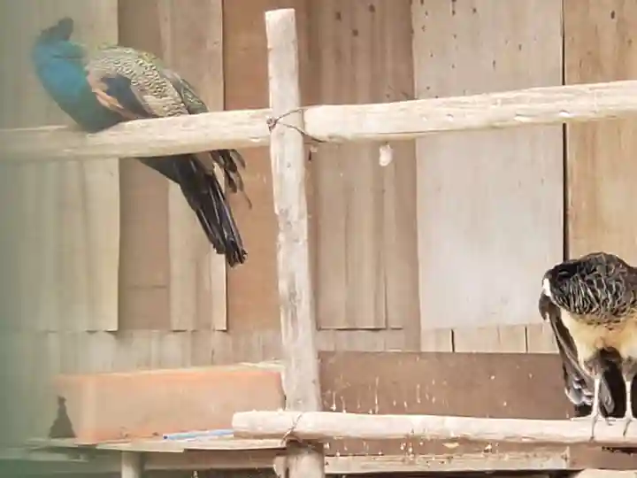 園城寺(三井寺)の動物