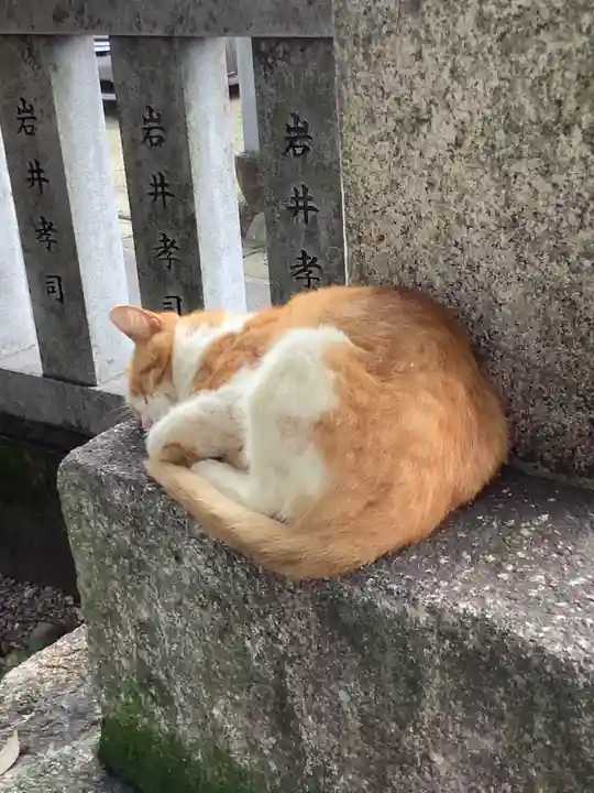 御井神社の動物