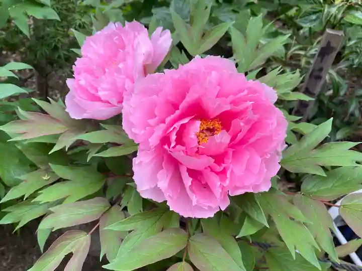 多聞院(埼玉県)