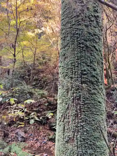 高尾山薬王院の自然