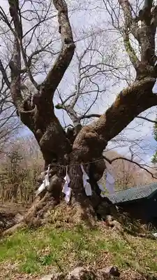 しなの木神社の自然