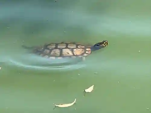 武蔵一宮氷川神社(埼玉県)