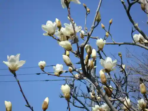 来迎寺（材木座）の自然