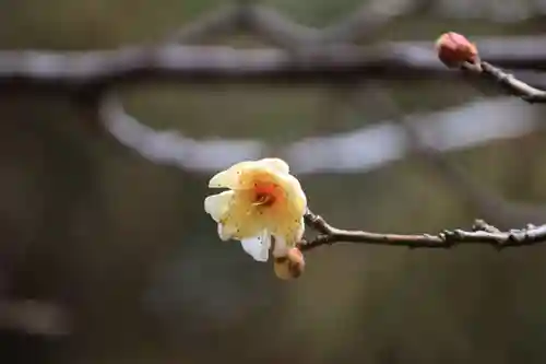 開成山大神宮の自然