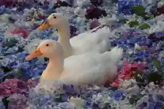 楽法寺（雨引観音）の動物