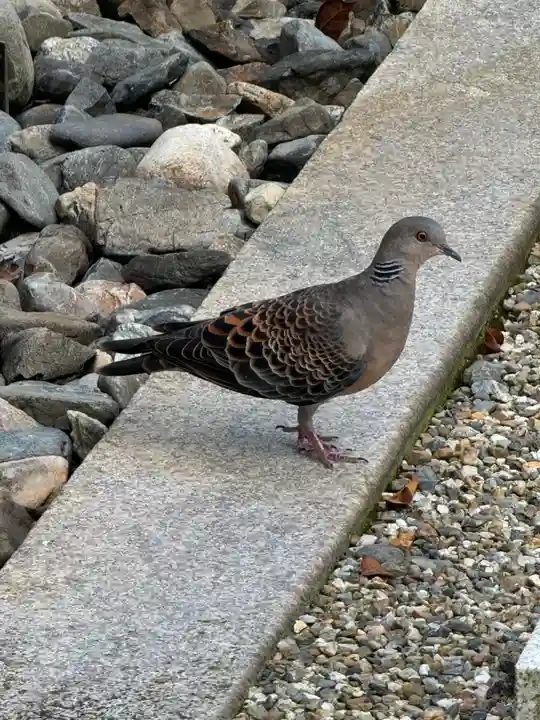 京都乃木神社(京都府)