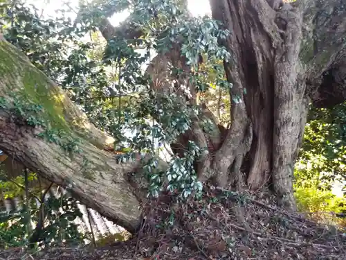 琴平神社の自然