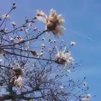 神明社(国府宮神明社)の自然