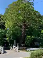 大國魂神社の自然