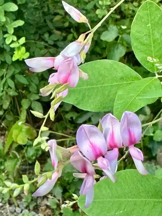 勝念寺(かましきさん)(京都府)