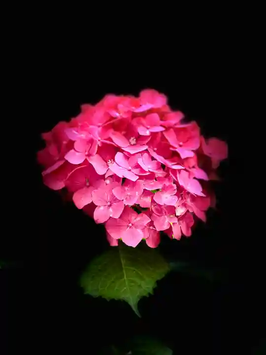 生田神社(兵庫県)
