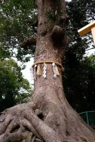 和泉國一之宮　大鳥大社の自然