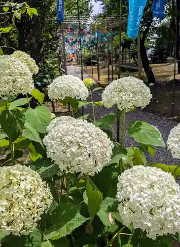 美瑛神社の自然