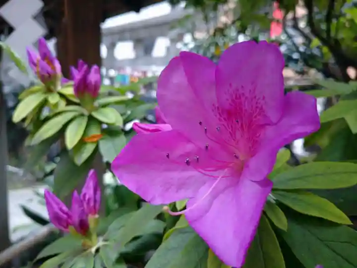 讃岐小白稲荷神社の自然