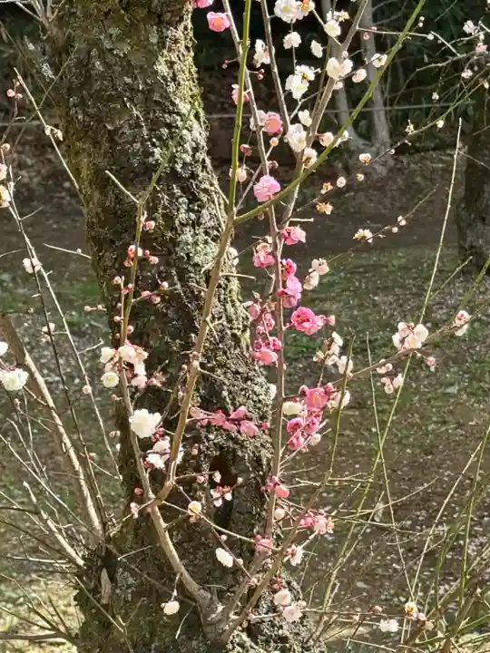意賀美神社(大阪府)