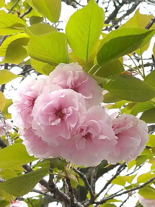 阿智神社の自然