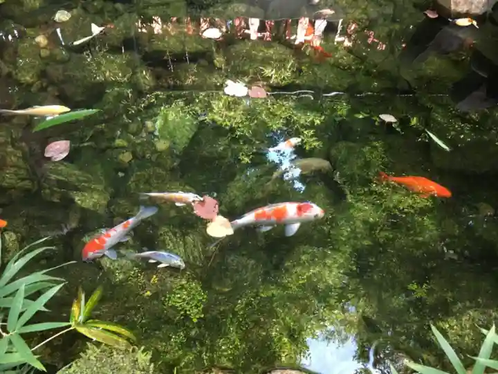 秩父神社の動物