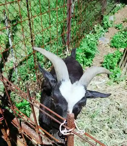 賀茂別雷神社の動物