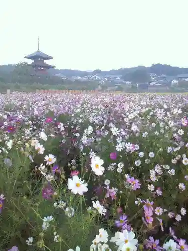 法起寺の自然