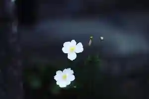 浄土寺(兵庫県)(2023年11月11日(土) 11時24分09秒投稿)