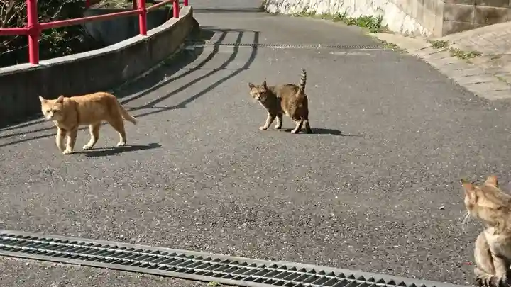 大山祇神社の動物