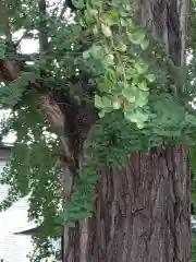 賀羅加波神社(広島県)