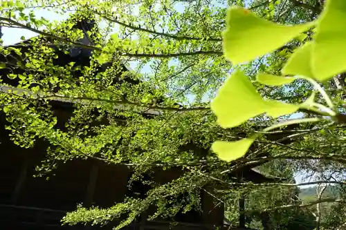 若狭神宮寺の自然