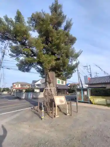 前玉神社(埼玉県)