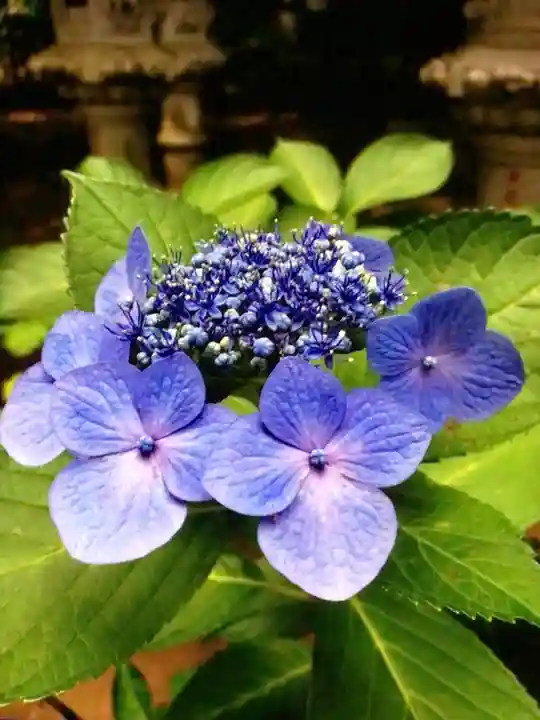 妙法寺(東京都)