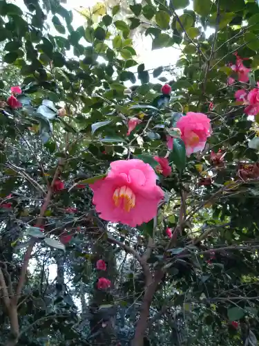 賀茂御祖神社（下鴨神社）の自然