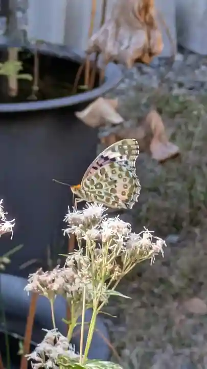 行願寺(革堂)(京都府)