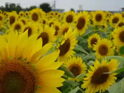武州柿生琴平神社の周辺