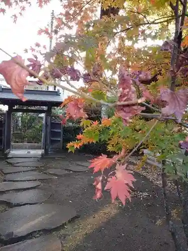 金蔵院の山門