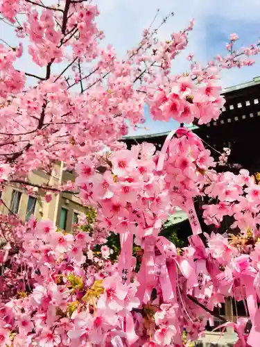 桜神宮の自然