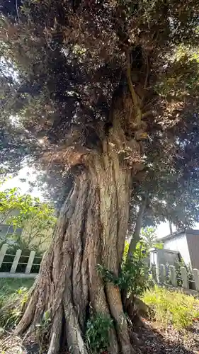 八幡神社(福井県)