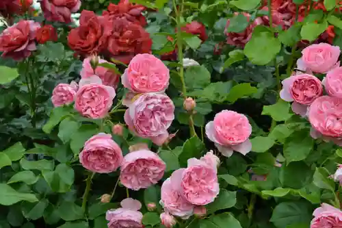 多賀神社(山口県)