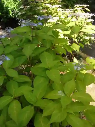 御霊神社の自然