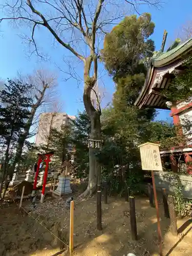 川越八幡宮の自然