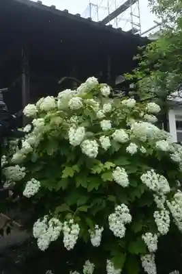 高幡不動尊　金剛寺(東京都)