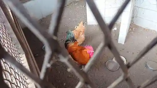鷲宮神社の動物