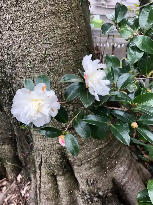 冨士浅間神社(竹丘浅間神社)の自然