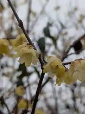 寳生院(東京都)