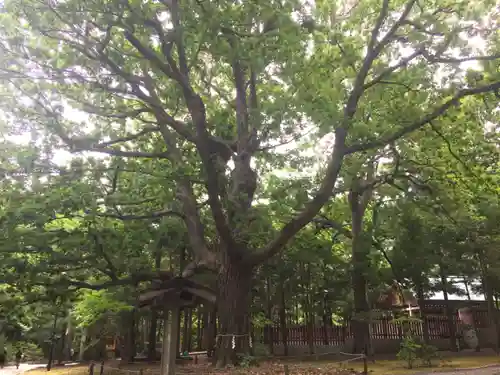 開拓神社の自然