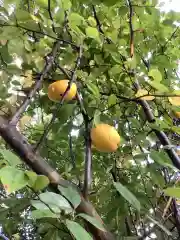 七所神社の自然