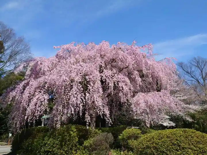 櫻木神社の自然